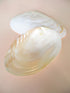 giant pearl mussel shelf half